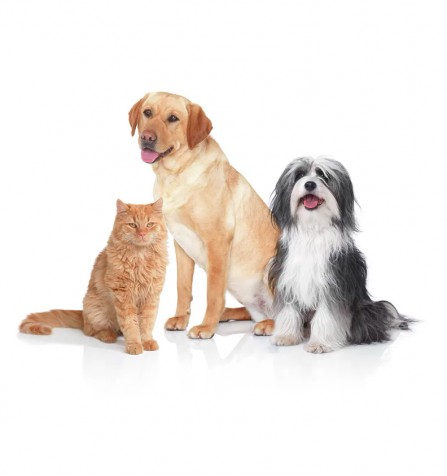 Контейнерный пылесос ProAnimal Bosch BGS5335